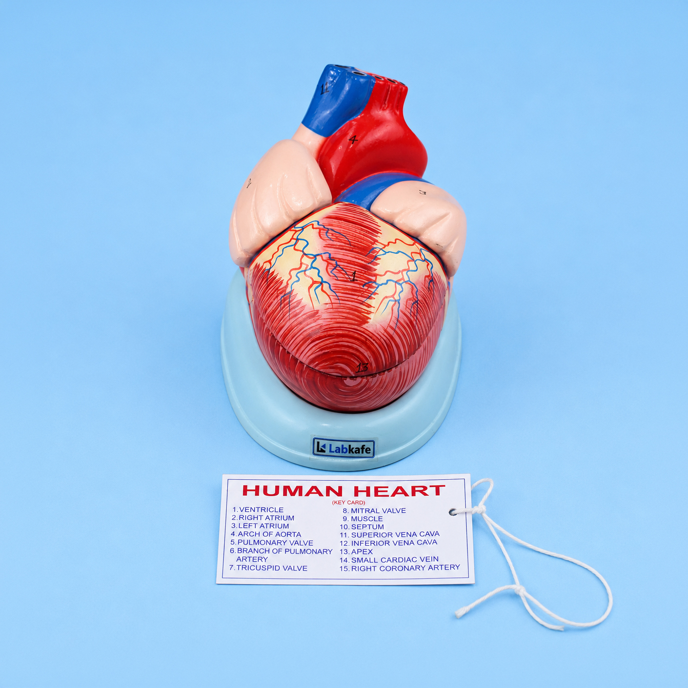 Heart Model